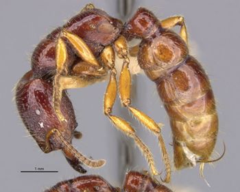 Media type: image;   Entomology 20373 Aspect: habitus lateral view